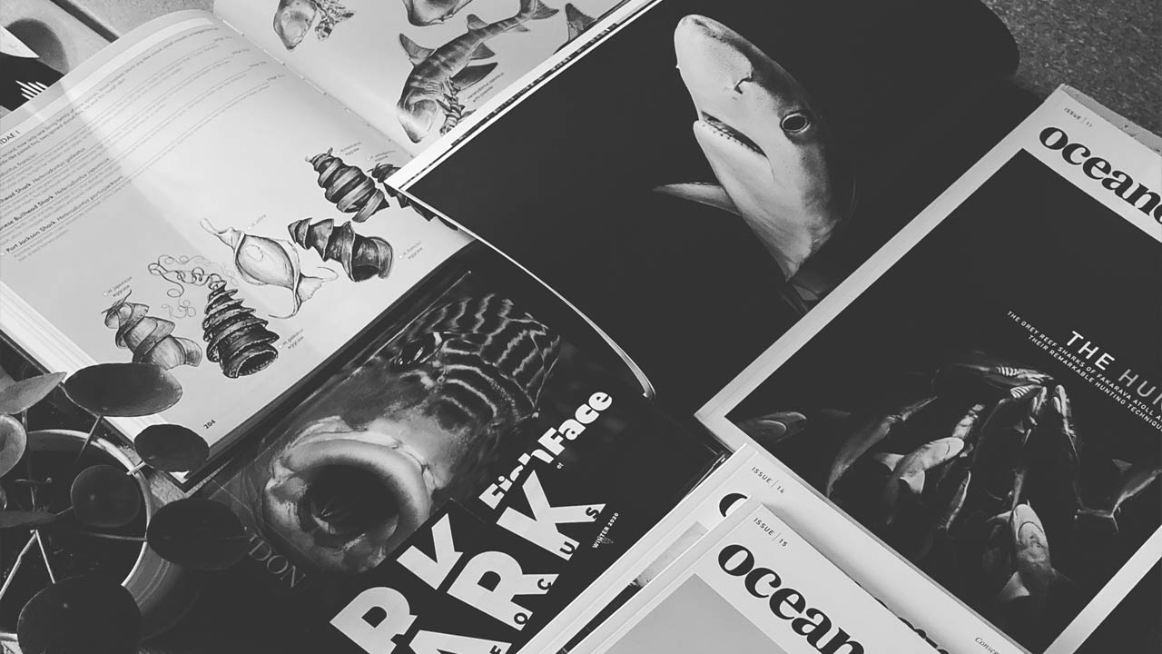 Shark SUPs board designer