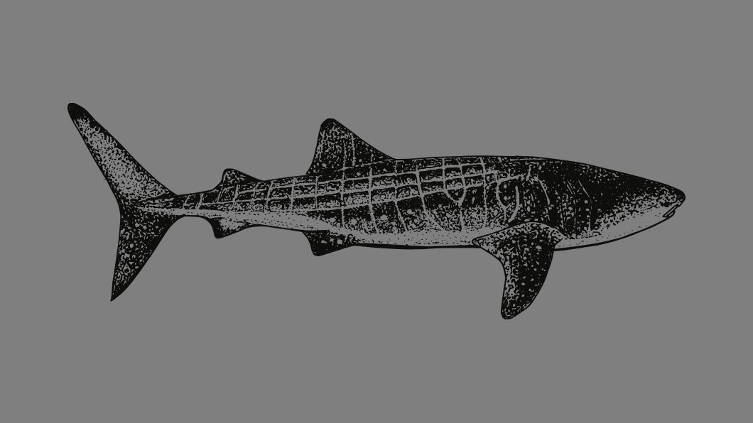 Shark SUPs Board Designer