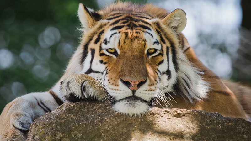 Dartmoor Zoo website design
